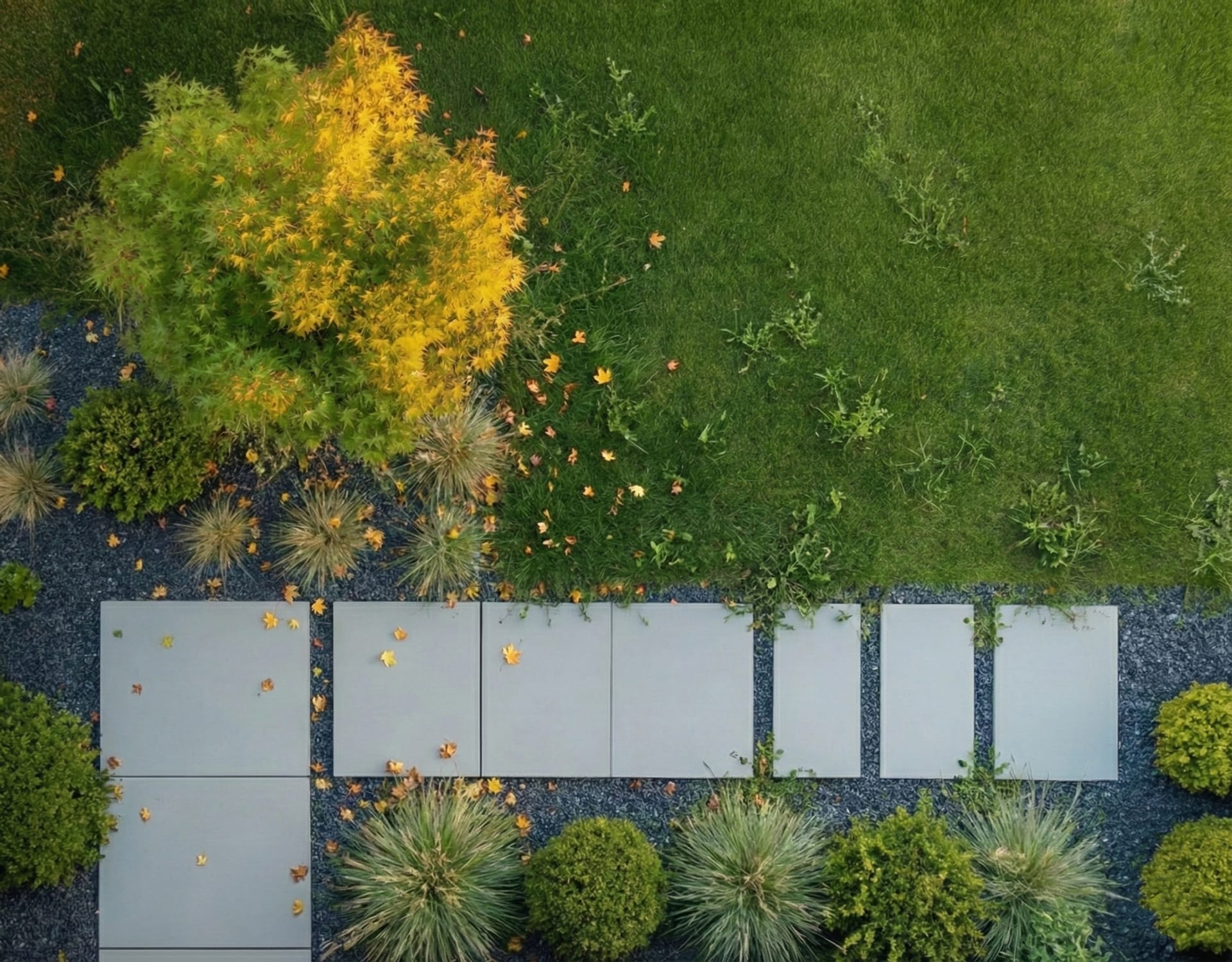 Wild backyard before landscaping